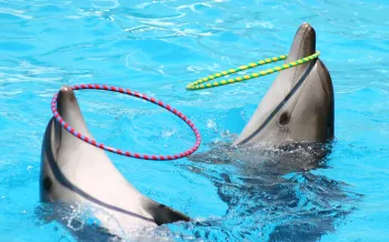 dolphins performing unnaturally in captivity