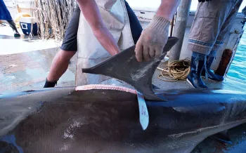 Fins being removed from a great hammerhead shark