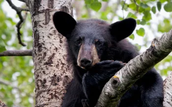 black bear in tree