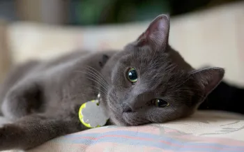 gray cat relaxing