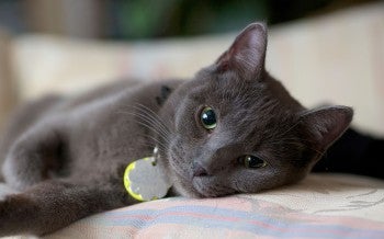 gray cat relaxing