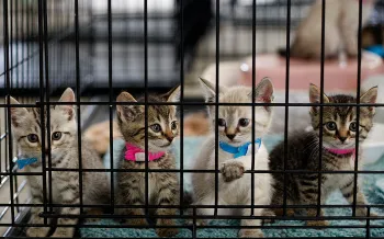kittens in cage at emergency shelter in Joplin, Missouri after tornado