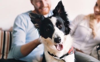 man and woman on the couch with their dog