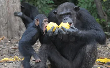 liberia chimps