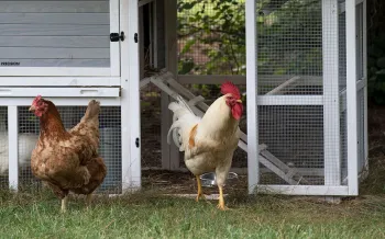 Backyard chickens near their coup. 