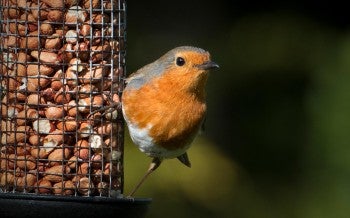 Feeding birds in your backyard can attract guests like this robin