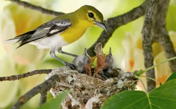 Mom bird feeding her babies in a nest