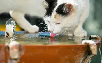 An outdoor cat samples the water from an outdoor fountain.
