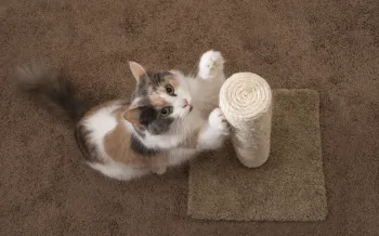 Cat clawing a cat scratching post