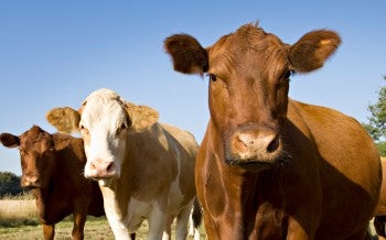 Three cows standing 