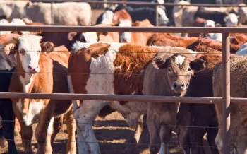 many cows crammed into a feedlot pen