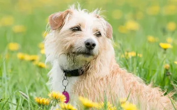 Dog wearing brown dog collar relaxing in a field of yellow flowers