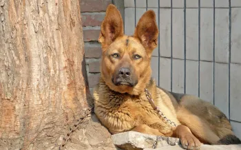 Sad dog tethered to a tree