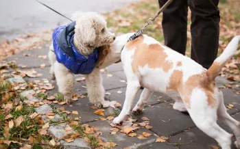 Dogs meeting outside