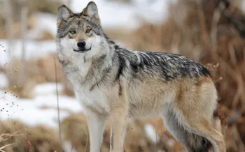 Wild gray wolf standing in the snow.