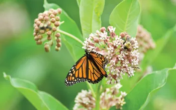 Monarch butterfly in flowers