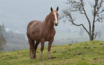 Horse at Duchess Sanctuary