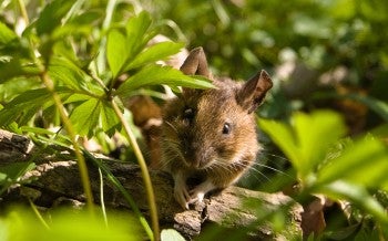 wild mouse