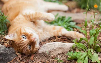 Orange cat lounging in a garden