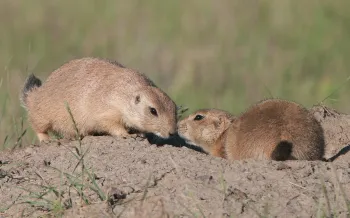 prairie dogs bumping noses