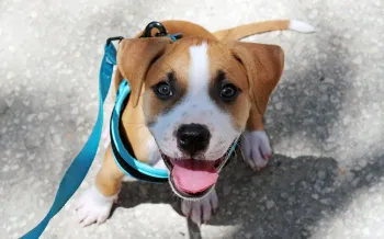 happy puppy on leash