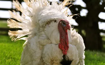 Turkey at Farm Sanctuary