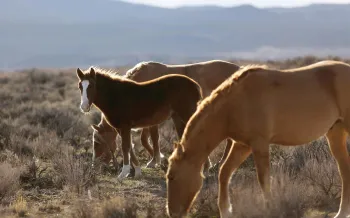 Wild horses eating grass