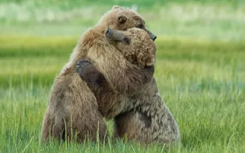 Bears hugging