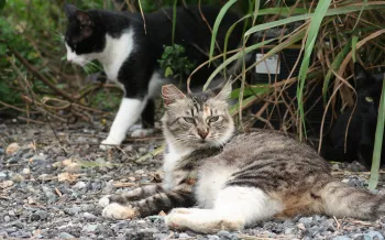 Outdoor cats sitting outsite