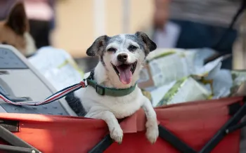 Happy dog in a wagon