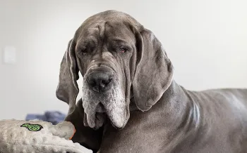 Wanda, a rescued great dane, sitting on the bed in her new home