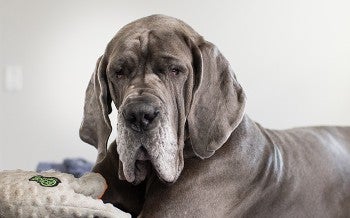 Wanda, a rescued great dane, sitting on the bed in her new home