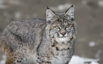 Bobcat in the winter snow