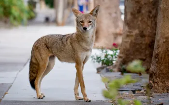 Coyote on an urban sidewalk