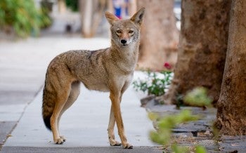 Coyote on an urban sidewalk