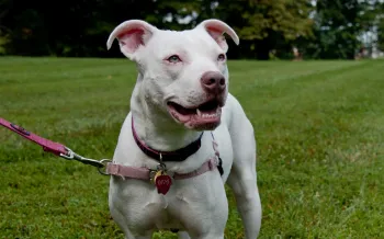 Happy white dog on a leash in the backyard. 