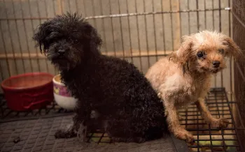 Two puppy mill dogs in a cage before being rescued