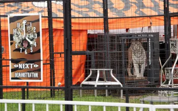 White tiger in a cage at a traveling circus