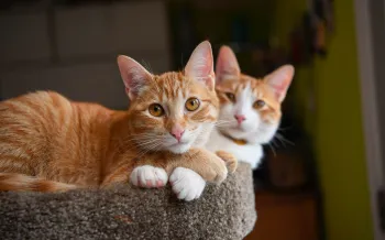 Orange cats cuddling together