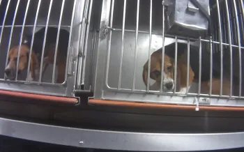 Beagles in their cages during Dow investigation