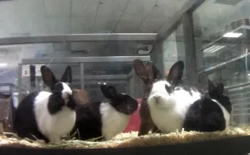 Petland rabbits on display