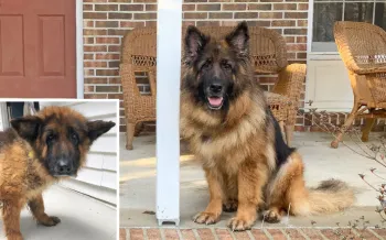 Before and after photos of Cinder, a German shepherd rescued from a puppy mill