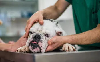 Sick bulldog being examined at a vet