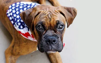 Dog wearing a patriotic bandana