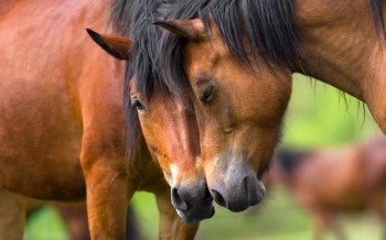 Two horses nuzzling each other