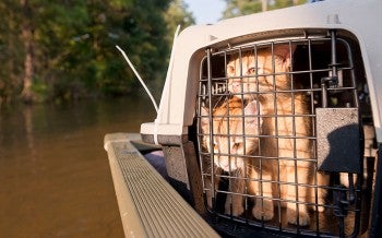 Kittens after being rescued during Hurricane Harvey