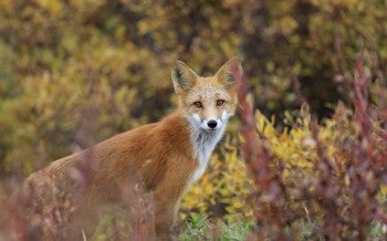 Wild red fox