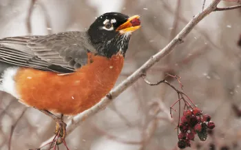 An American robin eating a hawthorn berry during a snow storm.