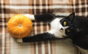Black and white cat lying on plaid blanket holding a pumpkin. 