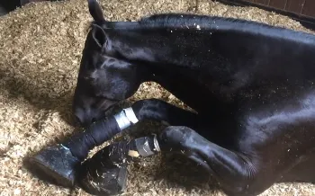 Horse suffering from soring on his legs